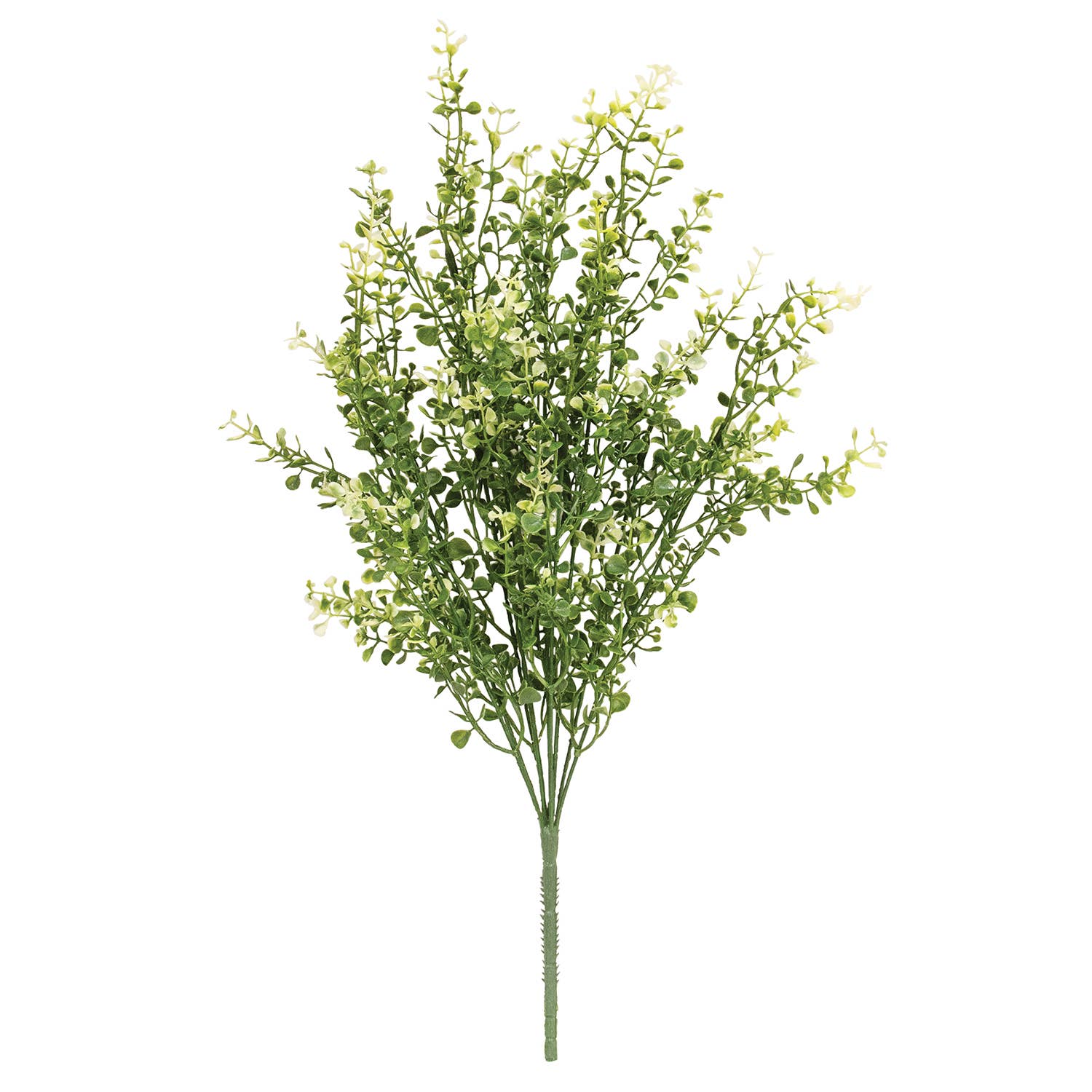 Cream Tipped Baby's Grass Bush