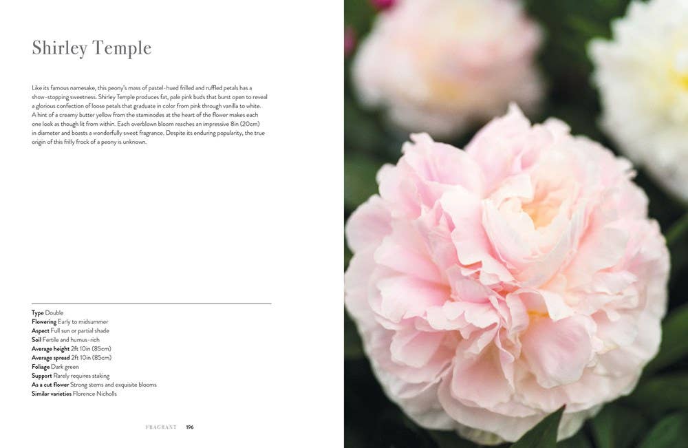 Peonies