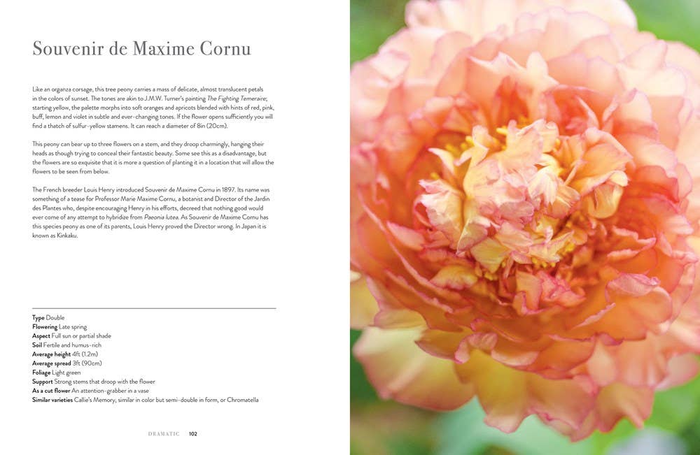 Peonies