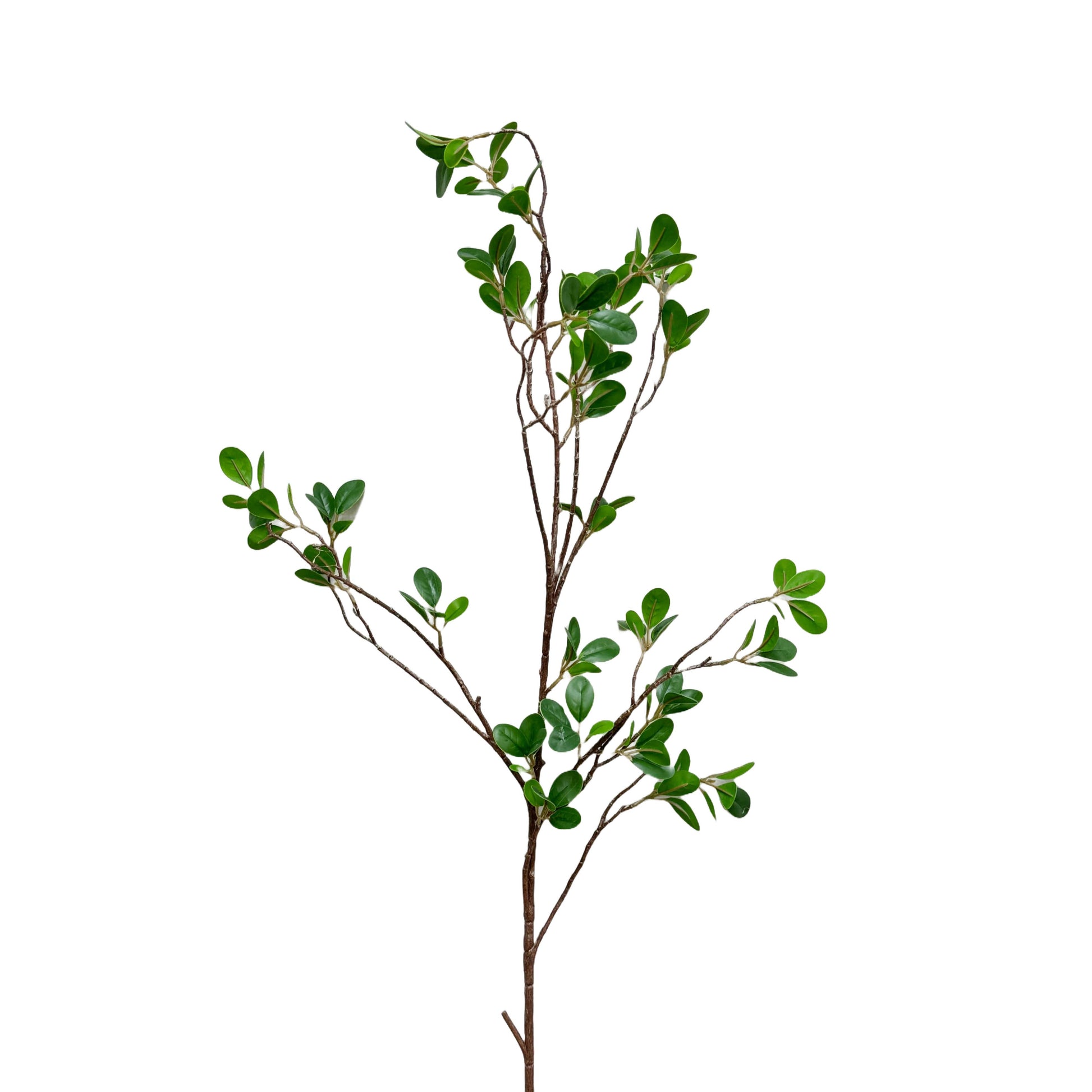 42” Aglaia Odorata Spray