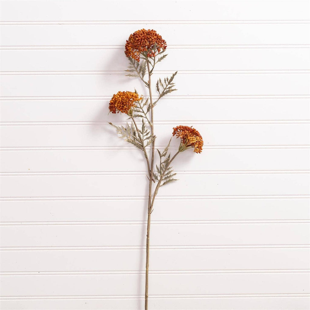 Ozothamnus Tan Pick