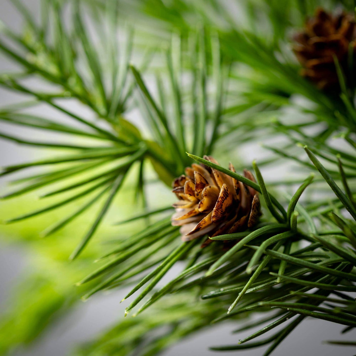 LUSH GREEN CEDAR PICK