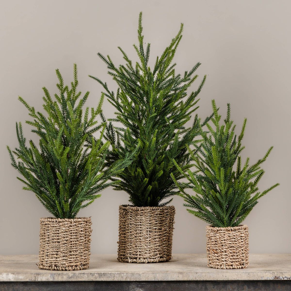 19" AUSTRIAN PINE TREE IN BASKET