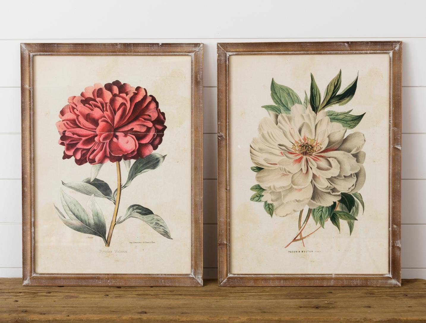 Peony Framed Prints