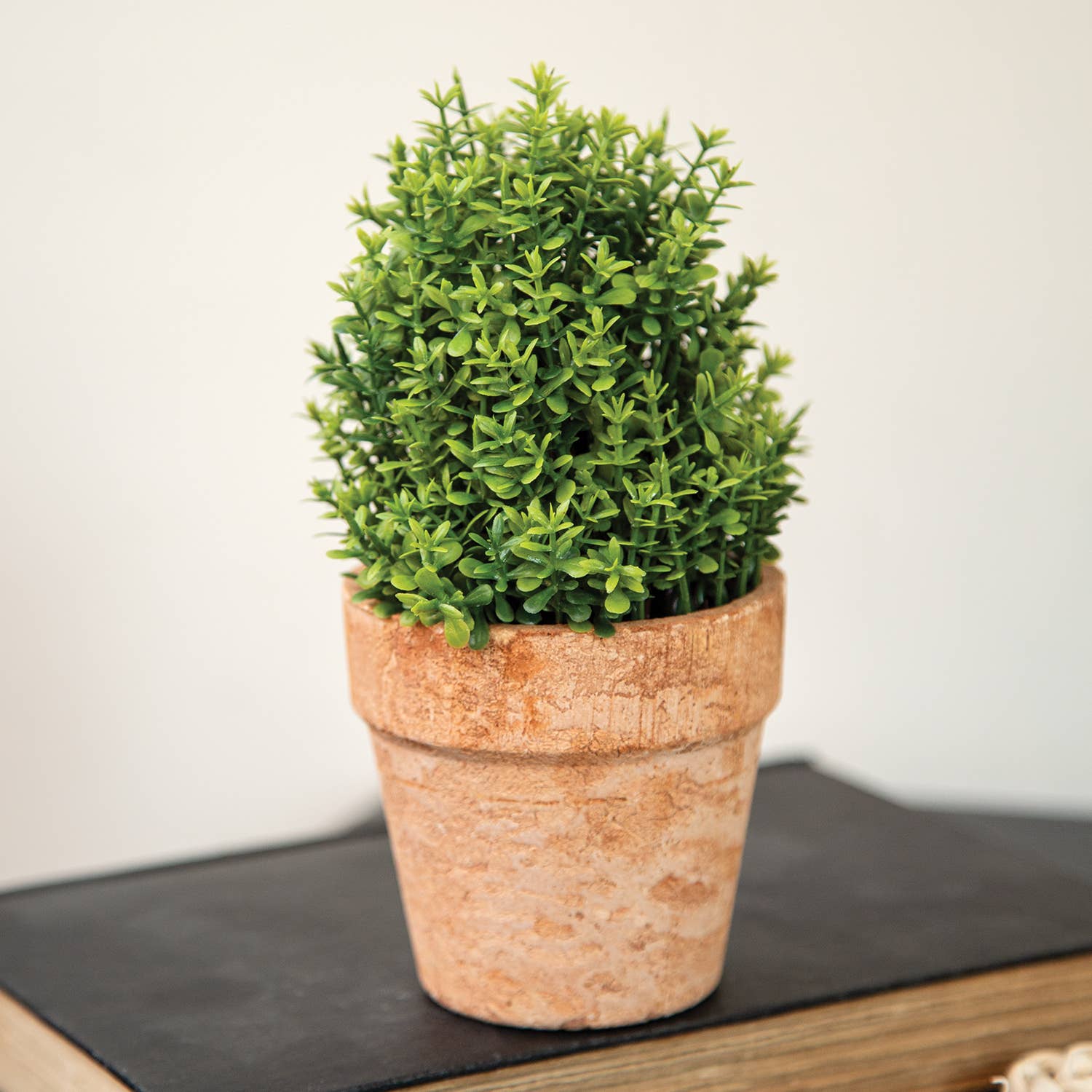 Potted Mini Boxwood - 6.5"H
