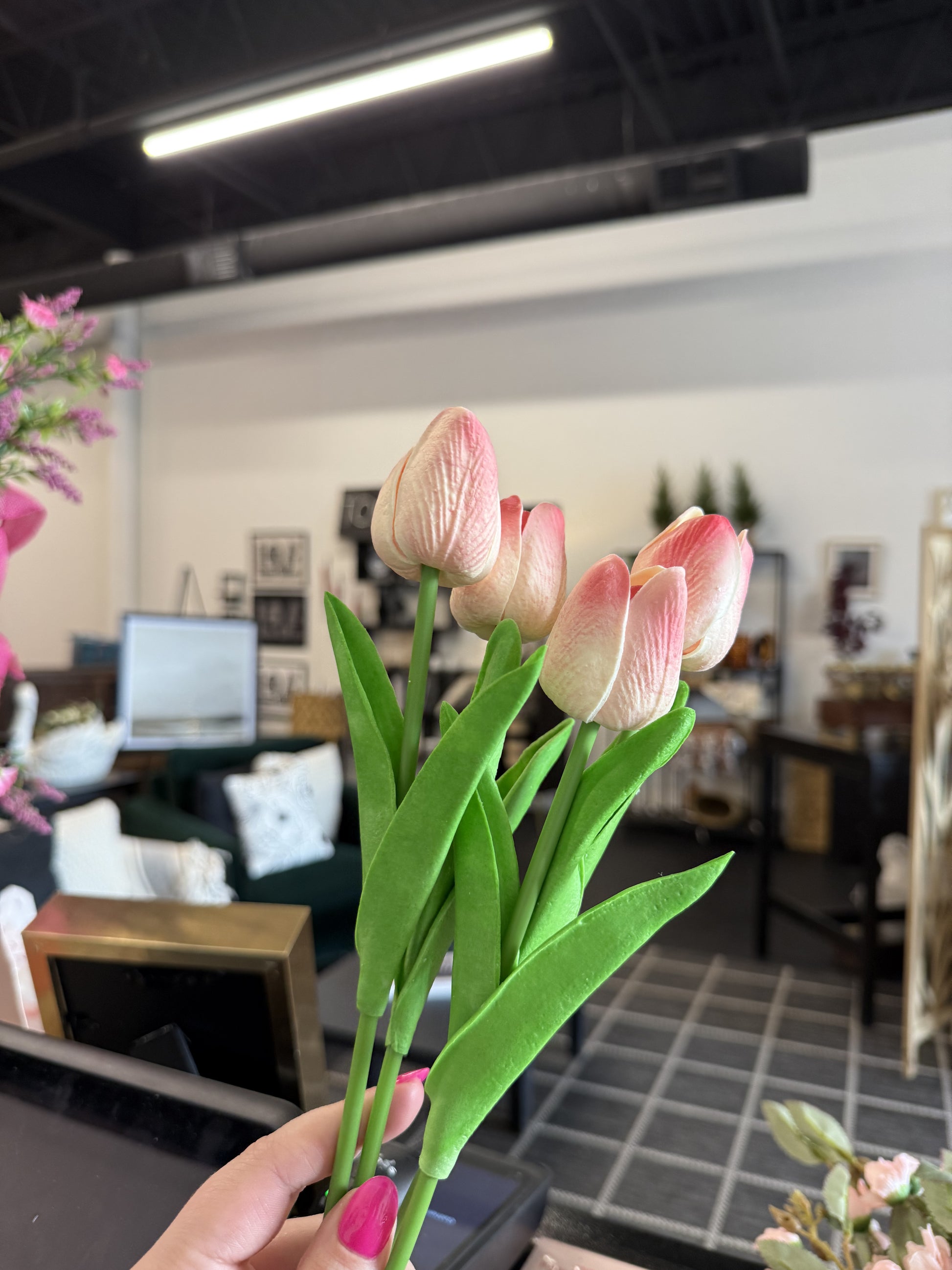 Tulip