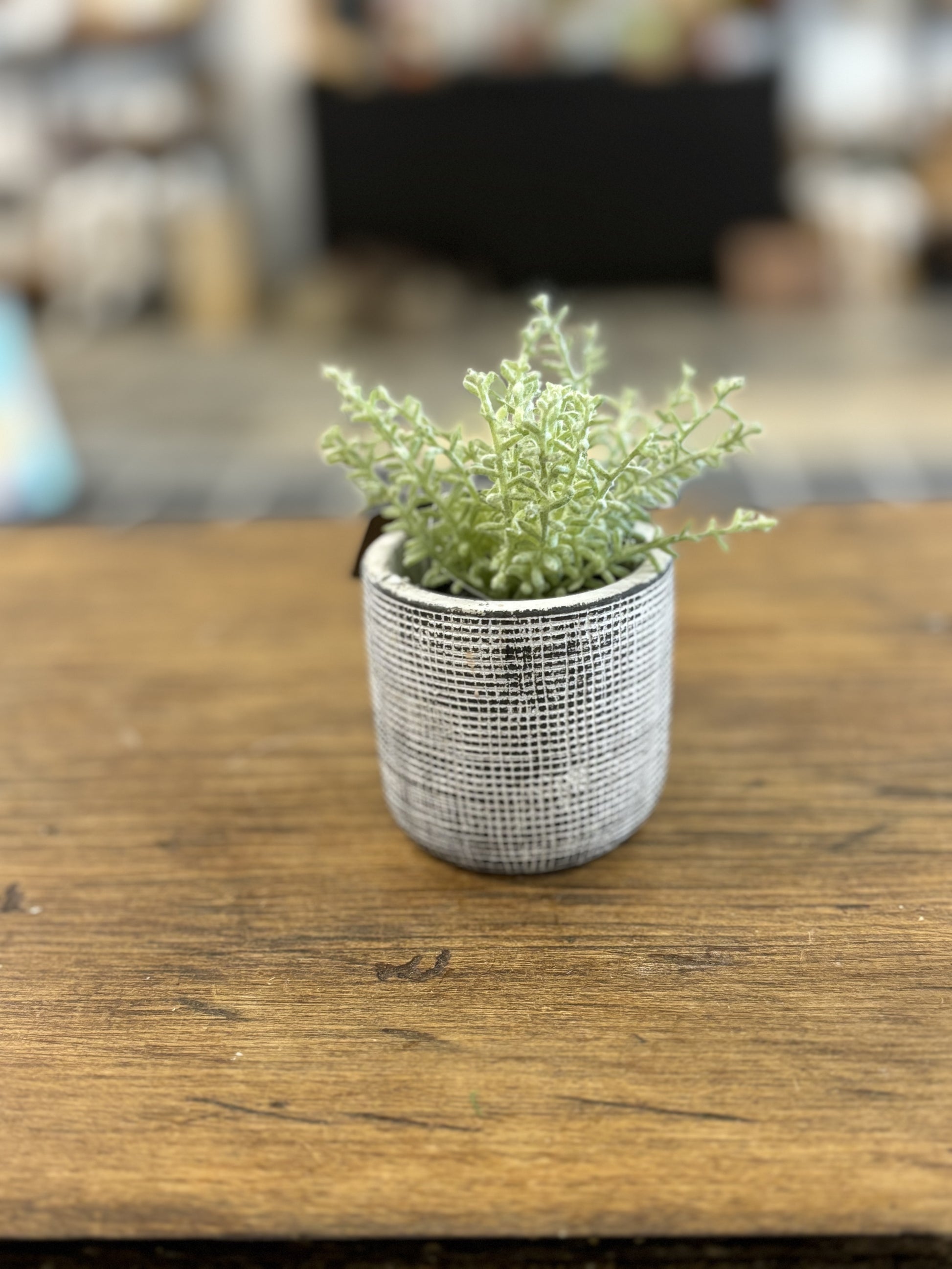 Small pot with greenery