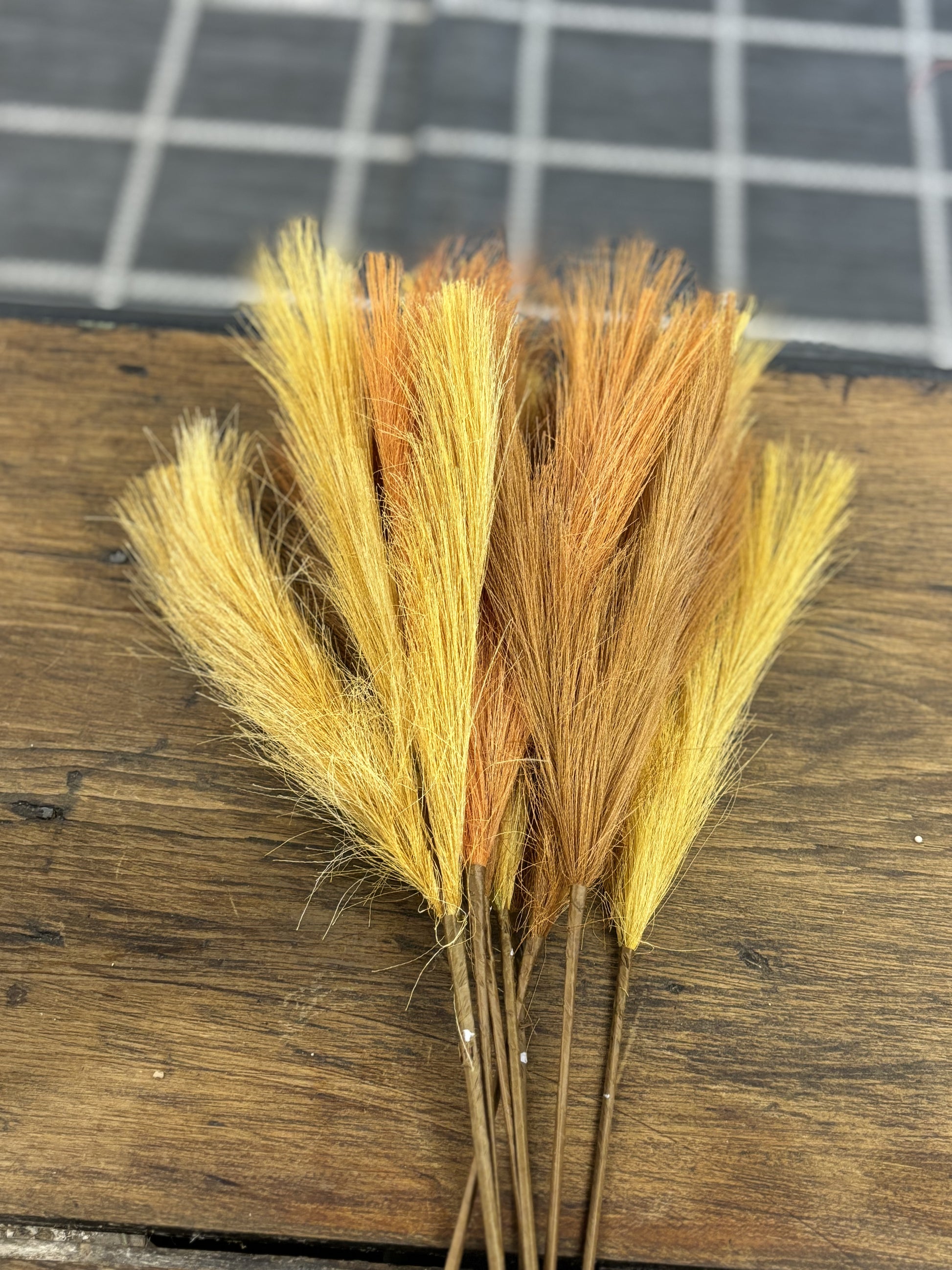 Pompas Grass Pics