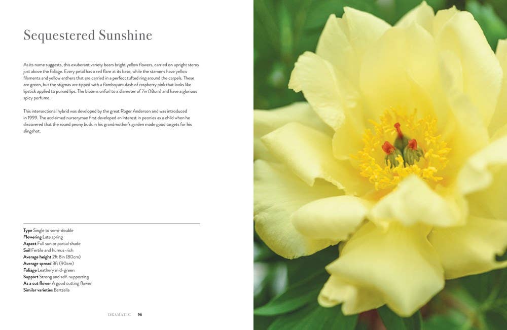 Peonies