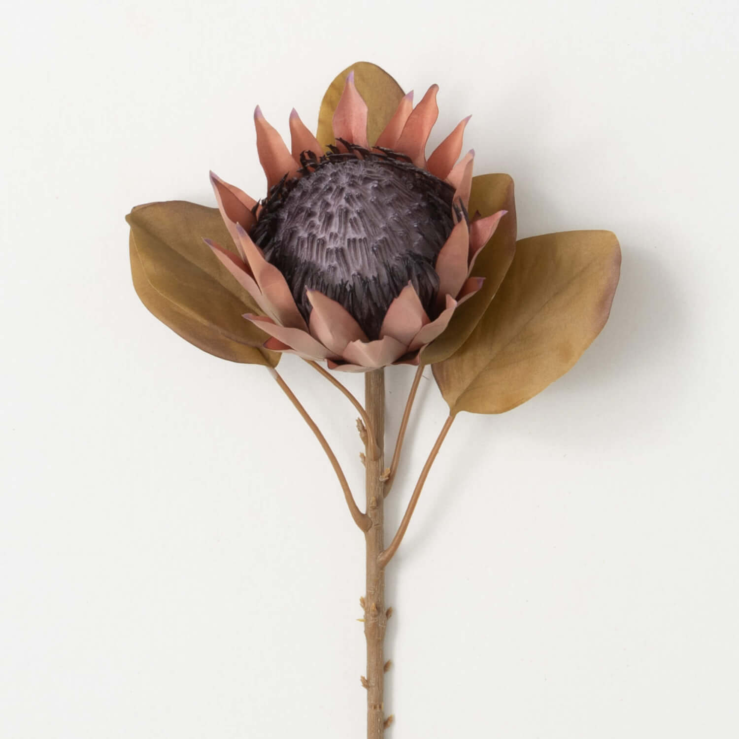 Protea Stem